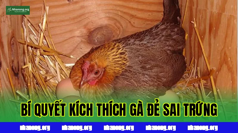 Bí Quyết Kích Thích Gà Đẻ Sai Trứng