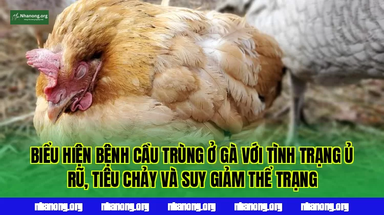 Biểu hiện bệnh cầu trùng ở gà với tình trạng ủ rũ, tiêu chảy và suy giảm thể trạng