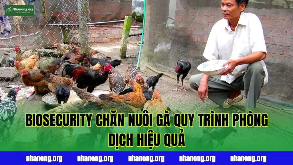 BIOSECURITY CHĂN NUÔI GÀ QUY TRÌNH PHÒNG DỊCH HIỆU QUẢ
