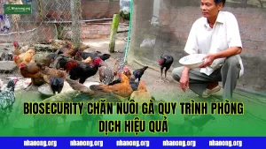 BIOSECURITY CHĂN NUÔI GÀ QUY TRÌNH PHÒNG DỊCH HIỆU QUẢ