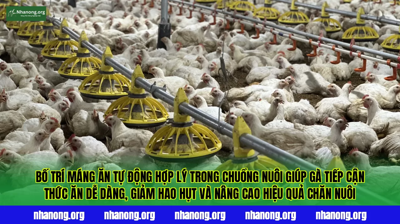 Bố trí máng ăn tự động hợp lý trong chuồng nuôi giúp gà tiếp cận thức ăn dễ dàng, giảm hao hụt và nâng cao hiệu quả chăn nuôi
