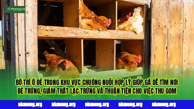 Bố trí ổ đẻ trong khu vực chuồng nuôi hợp lý giúp gà dễ tìm nơi đẻ trứng, giảm thất lạc trứng và thuận tiện cho việc thu gom