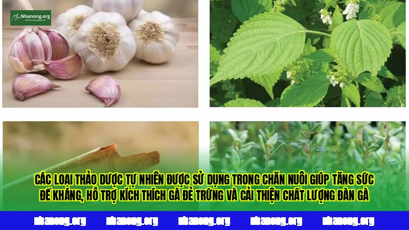Các loại thảo dược tự nhiên được sử dụng trong chăn nuôi giúp tăng sức đề kháng, hỗ trợ kích thích gà đẻ trứng và cải thiện chất lượng đàn gà