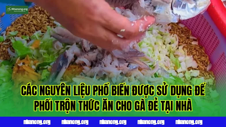 Các nguyên liệu phổ biến được sử dụng để phối trộn thức ăn cho gà đẻ tại nhà