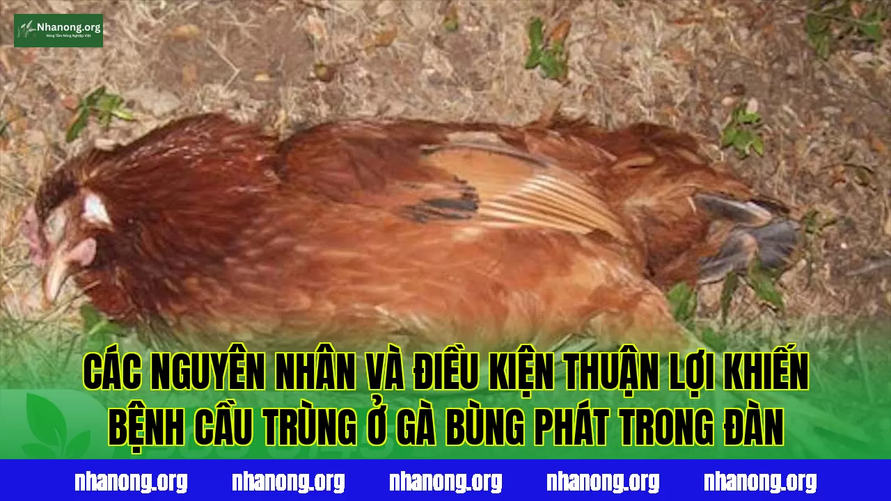 Các nguyên nhân và điều kiện thuận lợi khiến bệnh cầu trùng ở gà bùng phát trong đàn