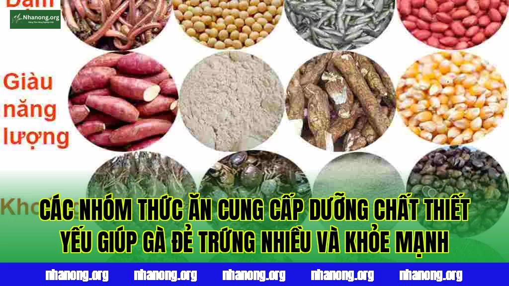 Các nhóm thức ăn cung cấp dưỡng chất thiết yếu giúp gà đẻ trứng nhiều và khỏe mạnh