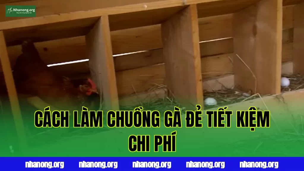 Cách Làm Chuồng Gà Đẻ Trứng Đơn Giản, Tiết Kiệm Chi Phí
