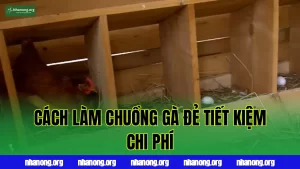 Cách Làm Chuồng Gà Đẻ Trứng Đơn Giản, Tiết Kiệm Chi Phí