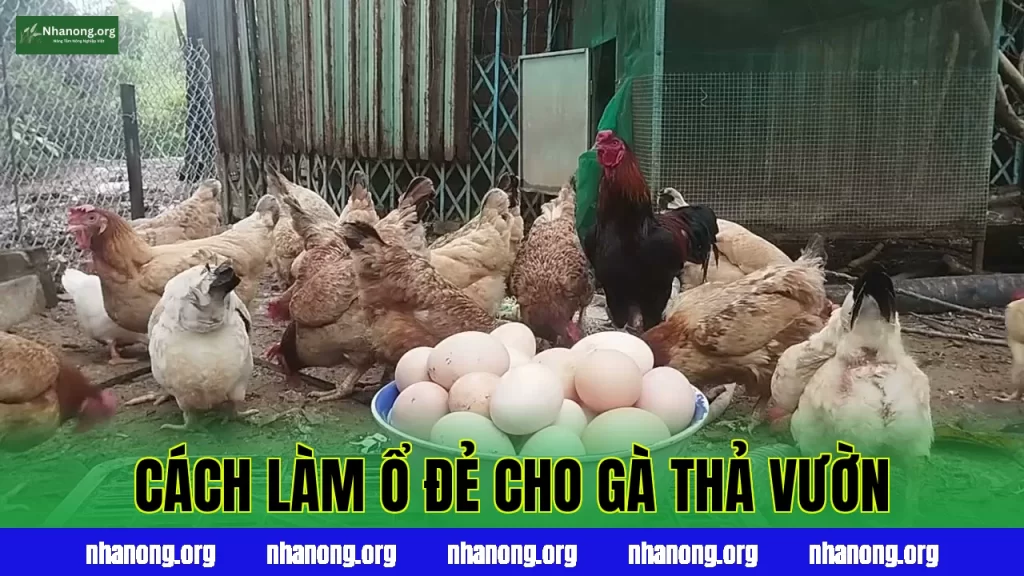 Cách Làm Và Quản Lý Ổ Đẻ Cho Gà Thả Vườn Đúng Chuẩn Kỹ Thuật