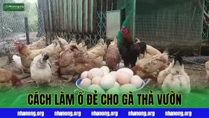 Cách Làm Và Quản Lý Ổ Đẻ Cho Gà Thả Vườn Đúng Chuẩn Kỹ Thuật