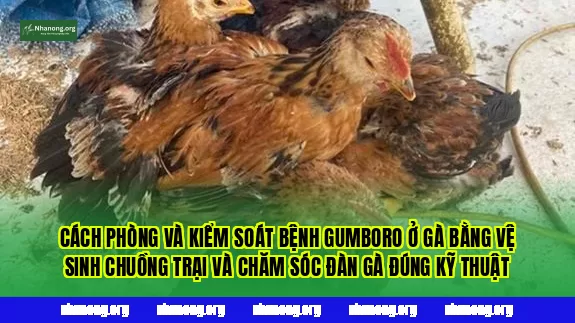 Cách phòng và kiểm soát bệnh Gumboro ở gà bằng vệ sinh chuồng trại và chăm sóc đàn gà đúng kỹ thuật