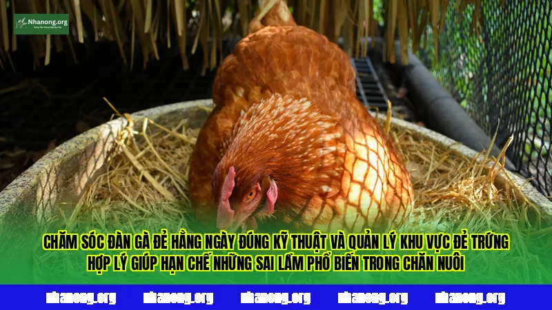 Chăm sóc đàn gà đẻ hằng ngày đúng kỹ thuật và quản lý khu vực đẻ trứng hợp lý giúp hạn chế những sai lầm phổ biến trong chăn nuôi