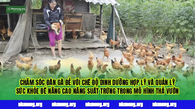 Chăm sóc đàn gà đẻ với chế độ dinh dưỡng hợp lý và quản lý sức khỏe để nâng cao năng suất trứng trong mô hình thả vườn