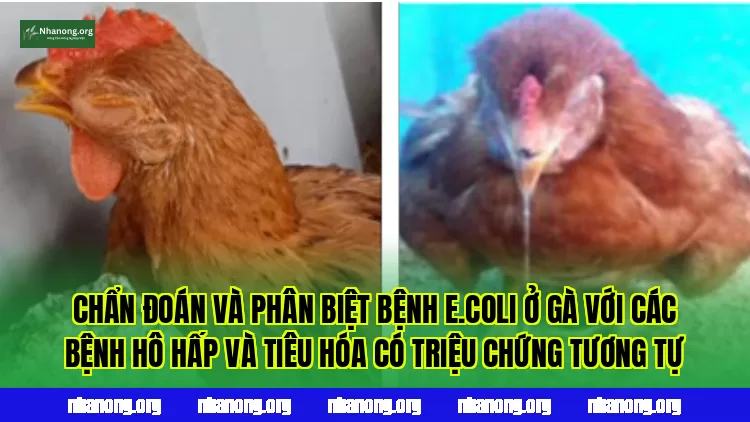 Chẩn đoán và phân biệt bệnh E.coli ở gà với các bệnh hô hấp và tiêu hóa có triệu chứng tương tự