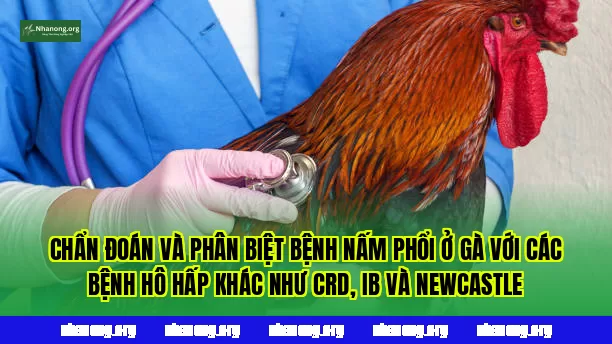 Chẩn đoán và phân biệt bệnh nấm phổi ở gà với các bệnh hô hấp khác như CRD, IB và Newcastle