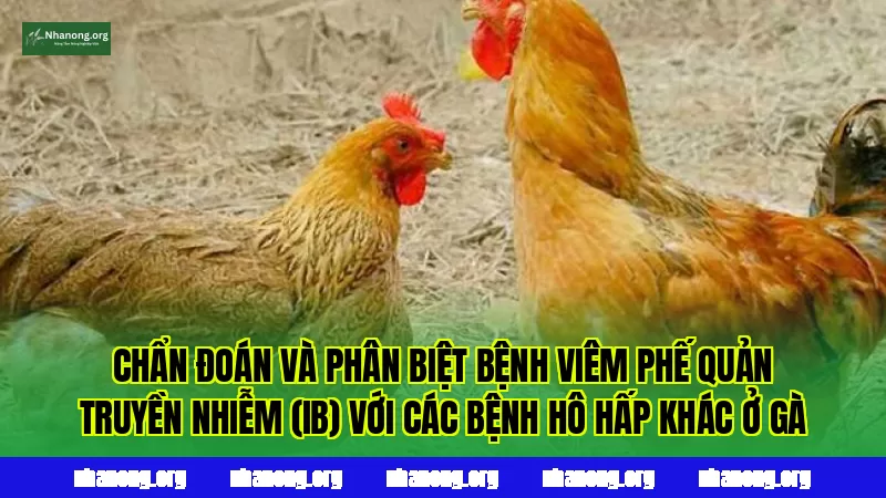 Chẩn đoán và phân biệt bệnh viêm phế quản truyền nhiễm (IB) với các bệnh hô hấp khác ở gà