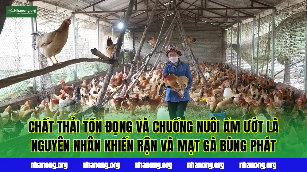 Chất thải tồn đọng và chuồng nuôi ẩm ướt là nguyên nhân khiến rận và mạt gà bùng phát