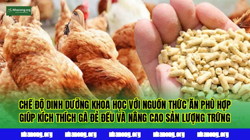 Chế độ dinh dưỡng khoa học với nguồn thức ăn phù hợp giúp kích thích gà đẻ đều và nâng cao sản lượng trứng