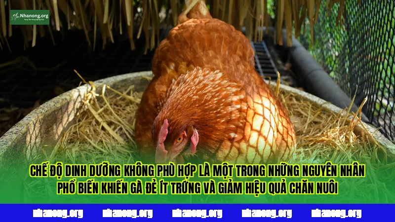 Chế độ dinh dưỡng không phù hợp là một trong những nguyên nhân phổ biến khiến gà đẻ ít trứng và giảm hiệu quả chăn nuôi