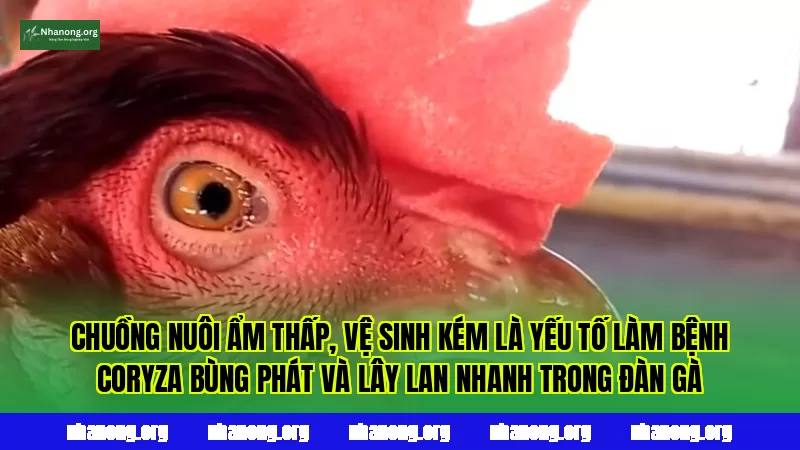 Chuồng nuôi ẩm thấp, vệ sinh kém là yếu tố làm bệnh Coryza bùng phát và lây lan nhanh trong đàn gà