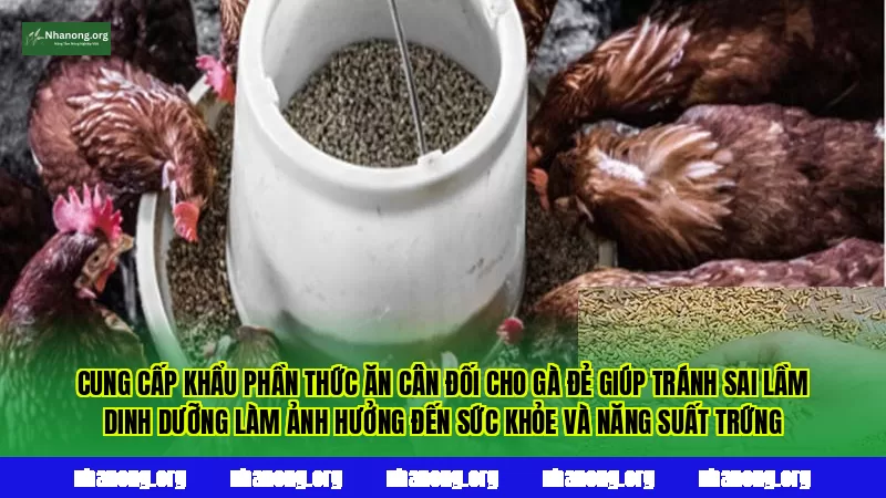Cung cấp khẩu phần thức ăn cân đối cho gà đẻ giúp tránh sai lầm dinh dưỡng làm ảnh hưởng đến sức khỏe và năng suất trứng
