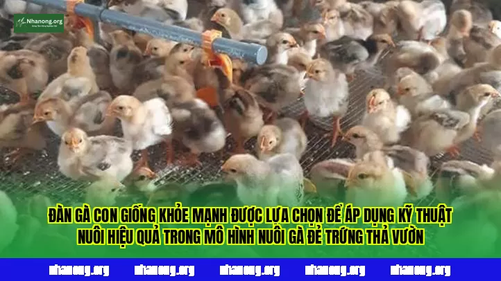 Đàn gà con giống khỏe mạnh được lựa chọn để áp dụng kỹ thuật nuôi hiệu quả trong mô hình nuôi gà đẻ trứng thả vườn