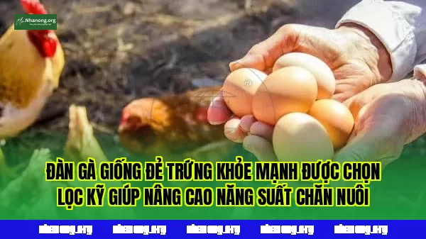 Đàn gà giống đẻ trứng khỏe mạnh được chọn lọc kỹ giúp nâng cao năng suất chăn nuôi