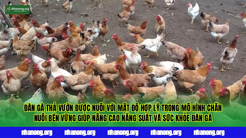 Đàn gà thả vườn được nuôi với mật độ hợp lý trong mô hình chăn nuôi bền vững giúp nâng cao năng suất và sức khỏe đàn gà