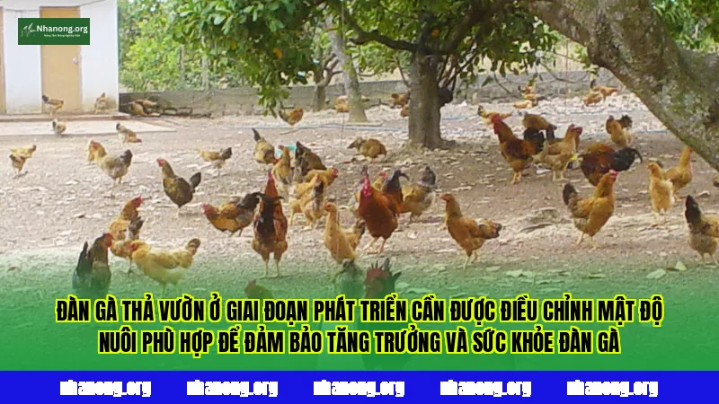 Đàn gà thả vườn ở giai đoạn phát triển cần được điều chỉnh mật độ nuôi phù hợp để đảm bảo tăng trưởng và sức khỏe đàn gà