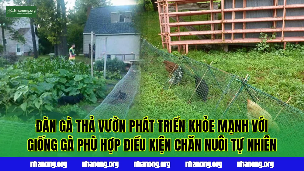 Đàn gà thả vườn phát triển khỏe mạnh với giống gà phù hợp điều kiện chăn nuôi tự nhiên