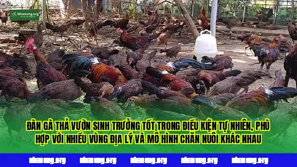 Đàn gà thả vườn sinh trưởng tốt trong điều kiện tự nhiên, phù hợp với nhiều vùng địa lý và mô hình chăn nuôi khác nhau