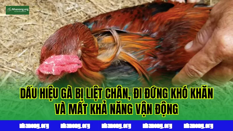 Dấu hiệu gà bị liệt chân, đi đứng khó khăn và mất khả năng vận động