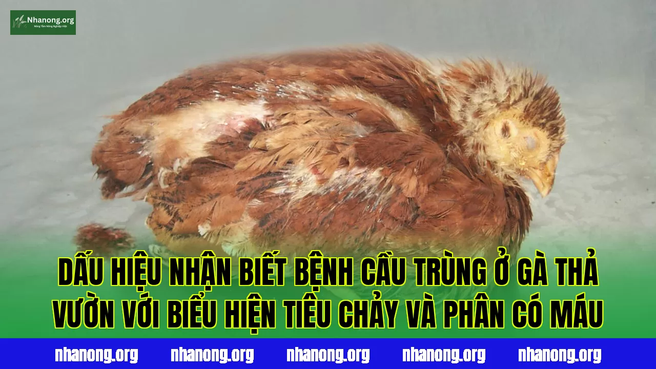 Dấu hiệu nhận biết bệnh cầu trùng ở gà thả vườn với biểu hiện tiêu chảy và phân có máu