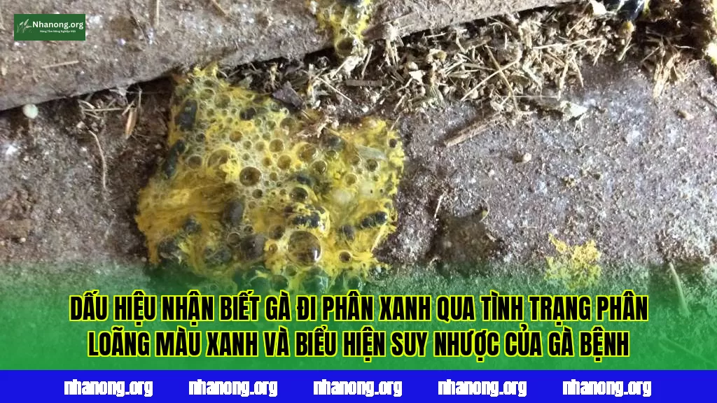 Dấu hiệu nhận biết gà đi phân xanh qua tình trạng phân loãng màu xanh và biểu hiện suy nhược của gà bệnh