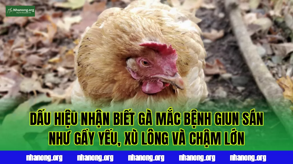 Dấu hiệu nhận biết gà mắc bệnh giun sán như gầy yếu, xù lông và chậm lớn