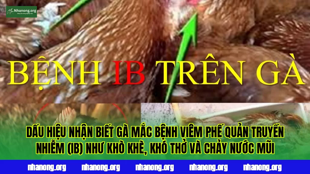 Dấu hiệu nhận biết gà mắc bệnh viêm phế quản truyền nhiễm (IB) như khò khè, khó thở và chảy nước mũi
