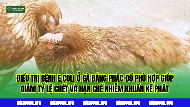 Điều trị bệnh E.coli ở gà bằng phác đồ phù hợp giúp giảm tỷ lệ chết và hạn chế nhiễm khuẩn kế phát
