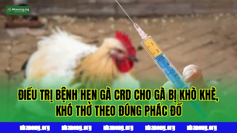Điều trị bệnh hen gà CRD cho gà bị khò khè, khó thở theo đúng phác đồ