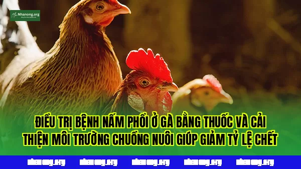 Điều trị bệnh nấm phổi ở gà bằng thuốc và cải thiện môi trường chuồng nuôi giúp giảm tỷ lệ chết