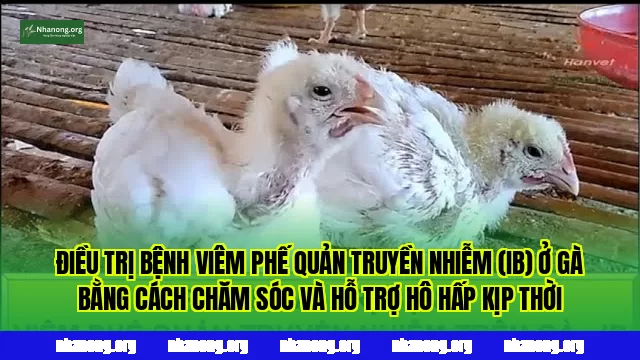 Điều trị bệnh viêm phế quản truyền nhiễm (IB) ở gà bằng cách chăm sóc và hỗ trợ hô hấp kịp thời