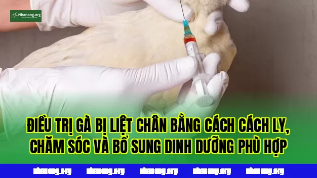 Điều trị gà bị liệt chân bằng cách cách ly, chăm sóc và bổ sung dinh dưỡng phù hợp