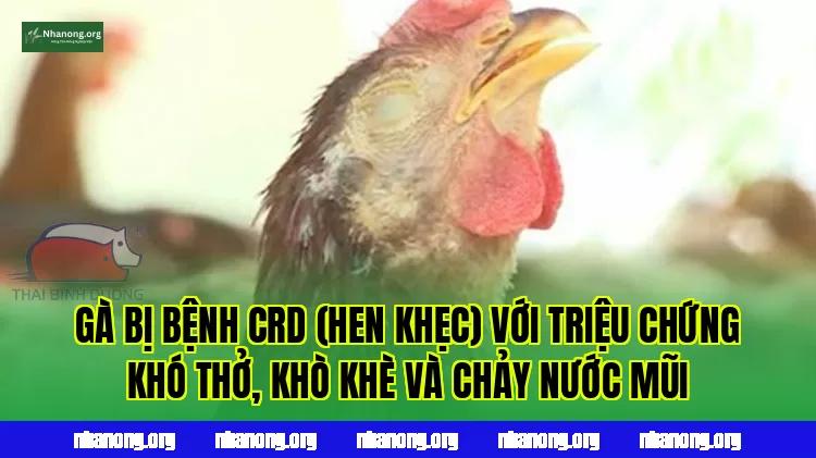 Gà bị bệnh CRD (hen khẹc) với triệu chứng khó thở, khò khè và chảy nước mũi