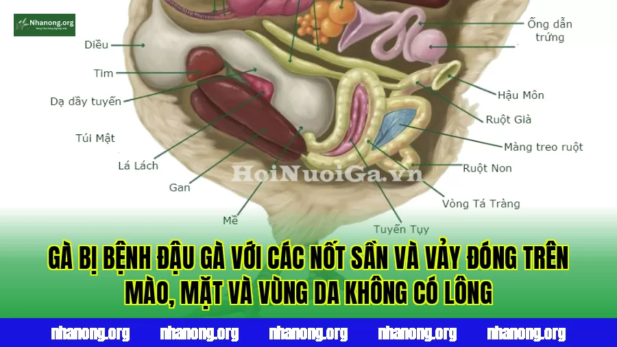 Gà bị bệnh đậu gà với các nốt sần và vảy đóng trên mào, mặt và vùng da không có lông