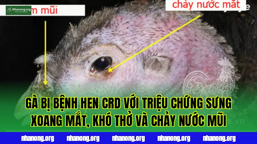 Gà bị bệnh hen CRD với triệu chứng sưng xoang mắt, khó thở và chảy nước mũi