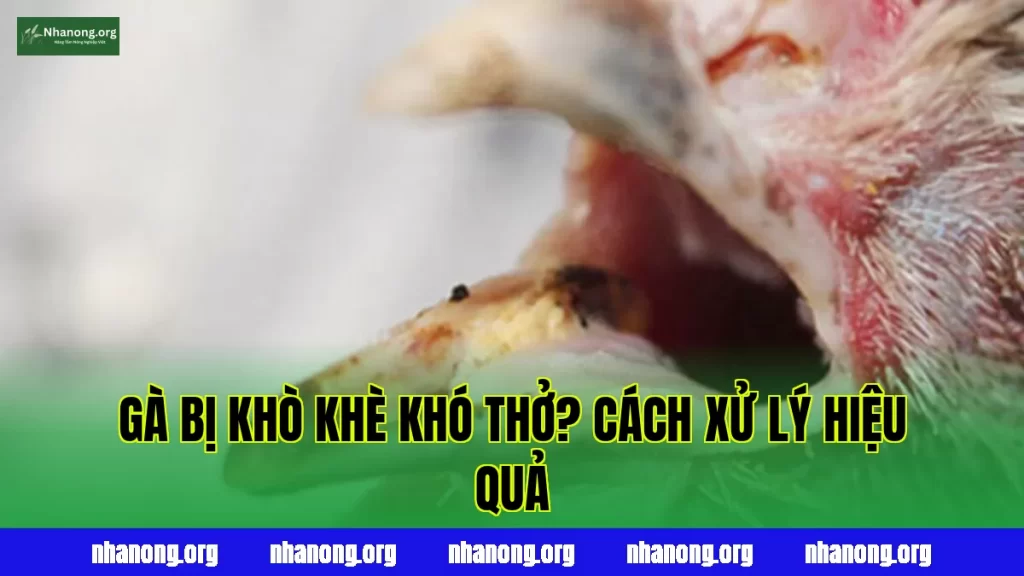 GÀ BỊ KHÒ KHÈ KHÓ THỞ? CÁCH XỬ LÝ HIỆU QUẢ
