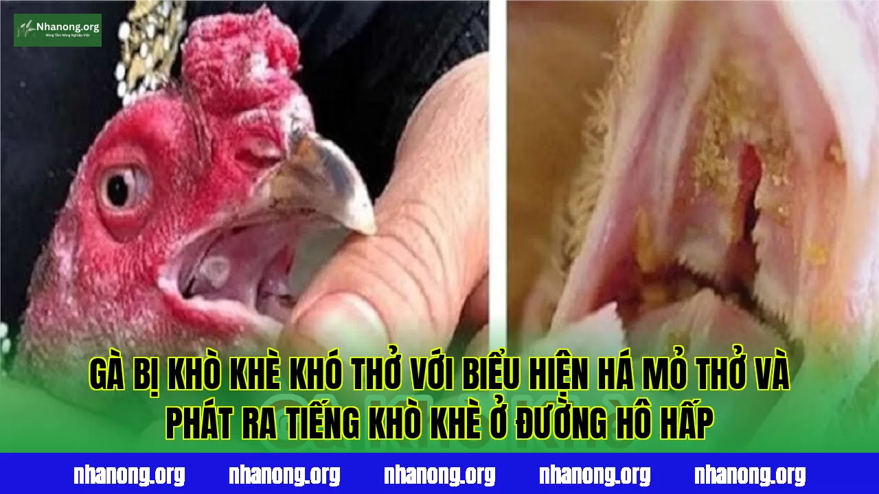 Gà bị khò khè khó thở với biểu hiện há mỏ thở và phát ra tiếng khò khè ở đường hô hấp