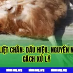 Gà Bị Liệt Chân: Dấu Hiệu, Nguyên Nhân & Cách Xử Lý