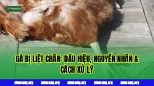 Gà Bị Liệt Chân: Dấu Hiệu, Nguyên Nhân & Cách Xử Lý