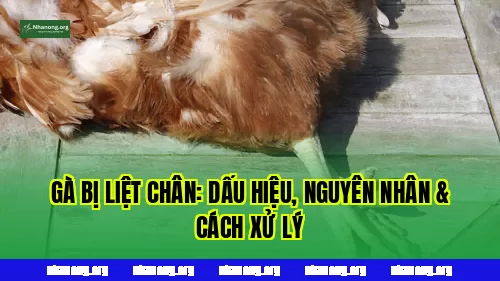 Gà Bị Liệt Chân: Dấu Hiệu, Nguyên Nhân & Cách Xử Lý