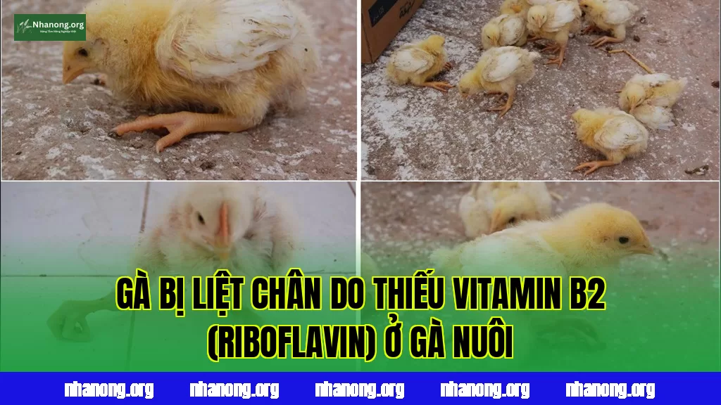 Gà bị liệt chân do thiếu vitamin B2 (Riboflavin) ở gà nuôi